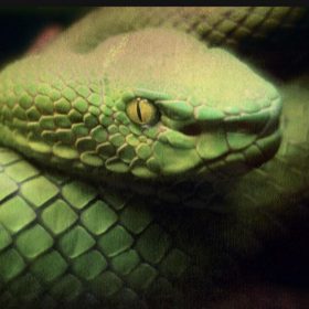 Vick Lavender - The Snake EP [bandcamp]
