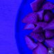 Morttimer Snerd III - Purple Strawberries [Miggedy Entertainment]